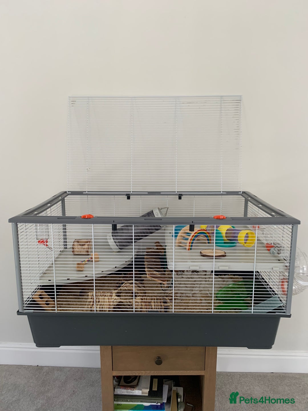 Hamster rodents for sale: Lovely Syrian Hamster  - Image 4