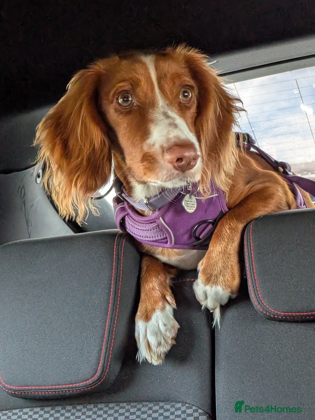Cocker Spaniel dogs for sale: Working Cocker Spaniel 7 Months Old - Image 9