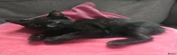 Mixed Breed cats for sale: *Female* Gorgeous Black Kitten - Advert 5