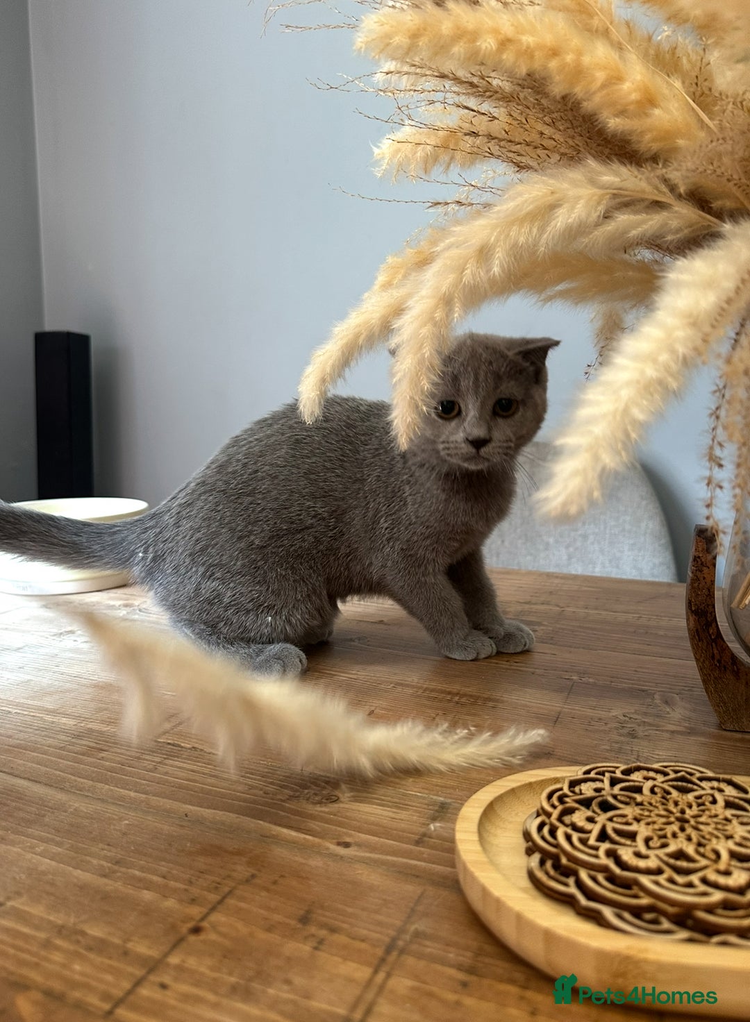 Scottish Fold cats for sale: Reduced!!! Lovely Scottish Fold female  - Image 7