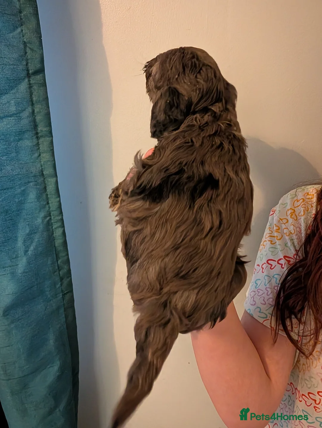 Cockapoo dogs for sale: F2b cockapoo pups Super Cute. Health test parents - Advert 13