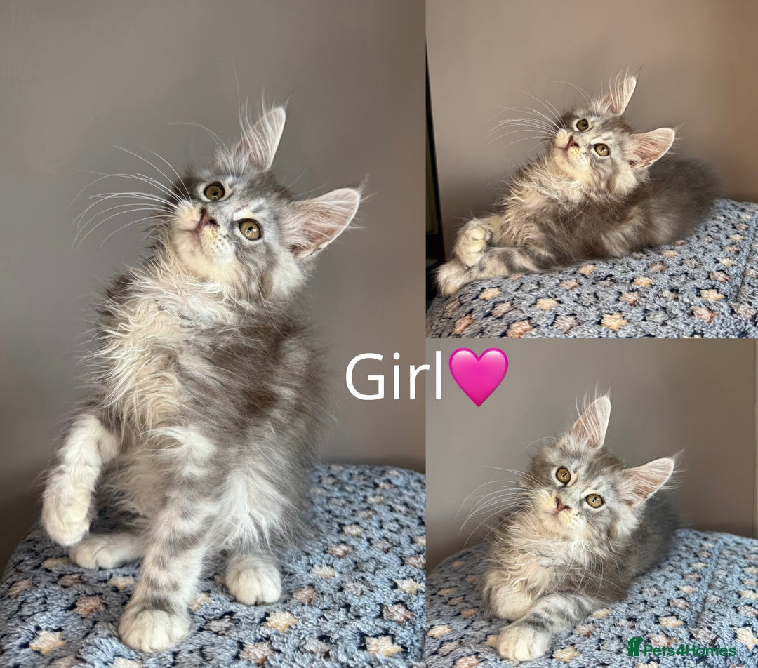Maine Coon cats for sale: READY THIS WEEKEND mainecoon kittens  in Market Rasen - Image 3