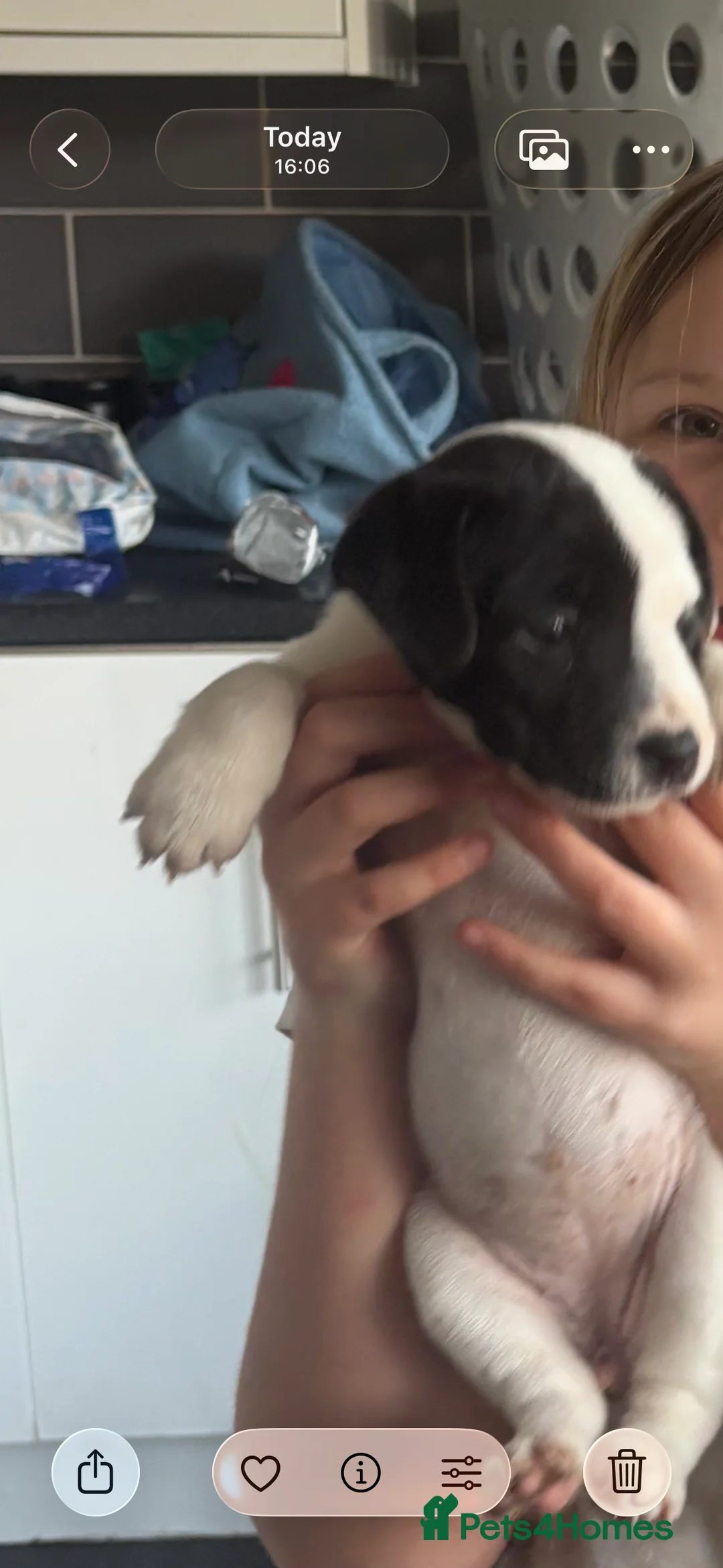 Jack Russell dogs for sale: Jack Russell puppies  in Bristol - Advert 2