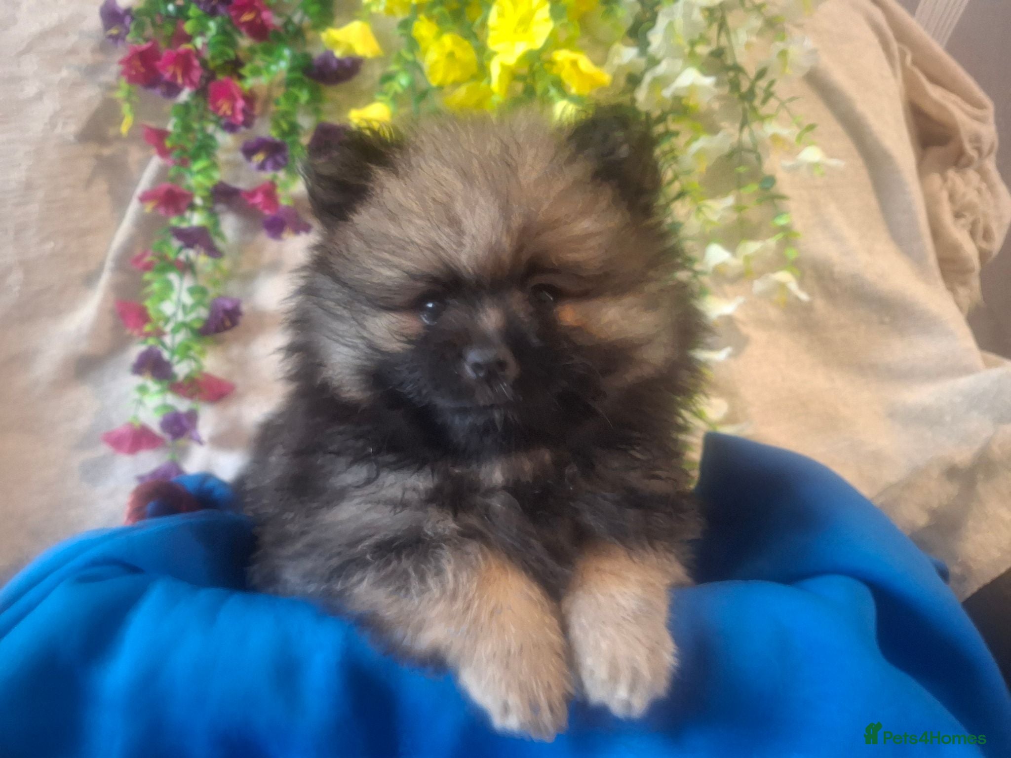 Pomeranian dogs 1 beautiful pom boy waiting for 4ever home🥰 - Advert 3