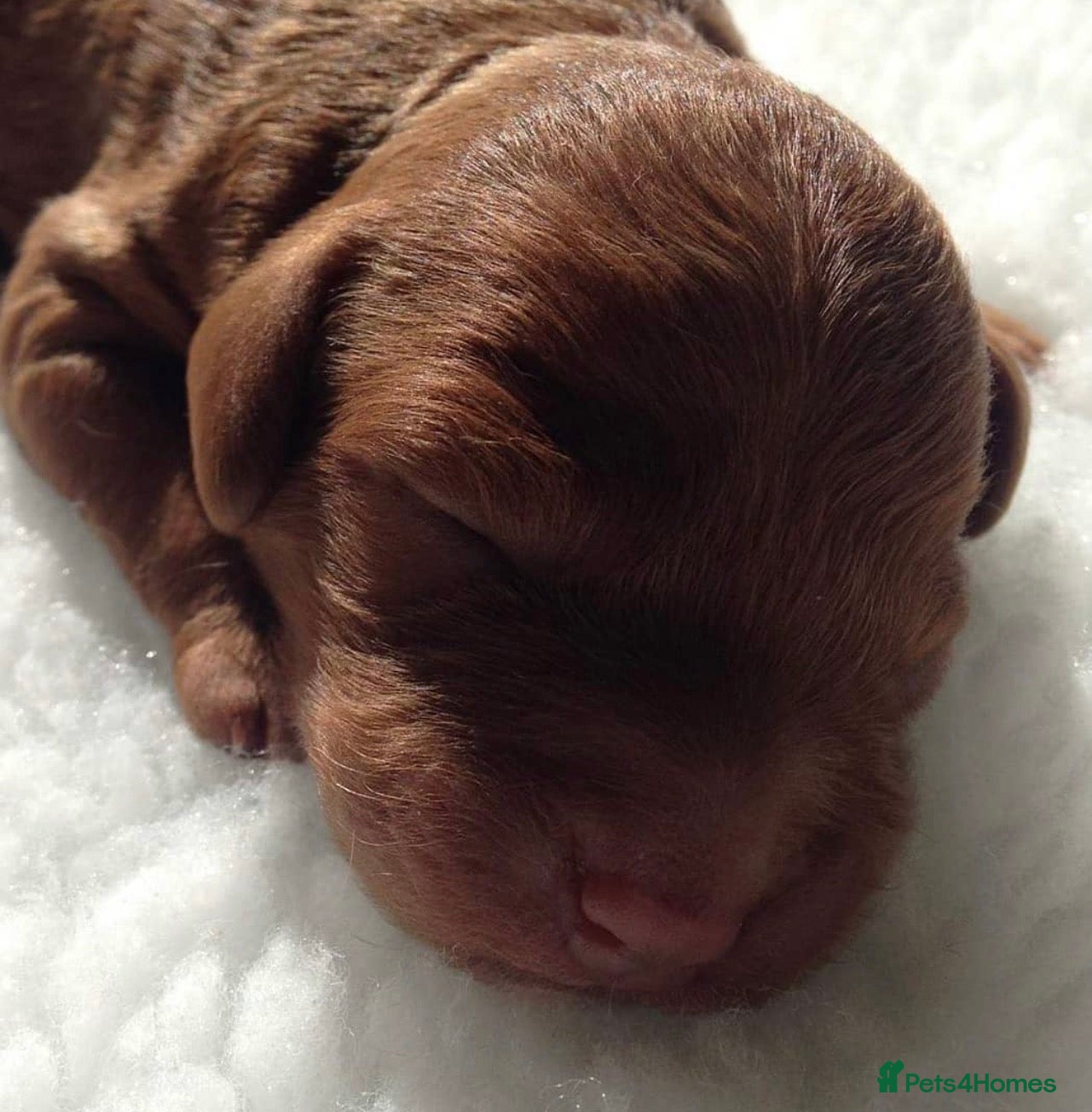 Cockapoo dogs Waiting List Open ** Due 30th May - Advert 16