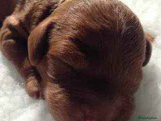 Cockapoo dogs Waiting List Open ** Due 30th May - Advert 16