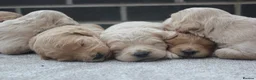 Mini Goldendoodle dogs for sale: Beautiful F1 Goldendoodles - Advert 6