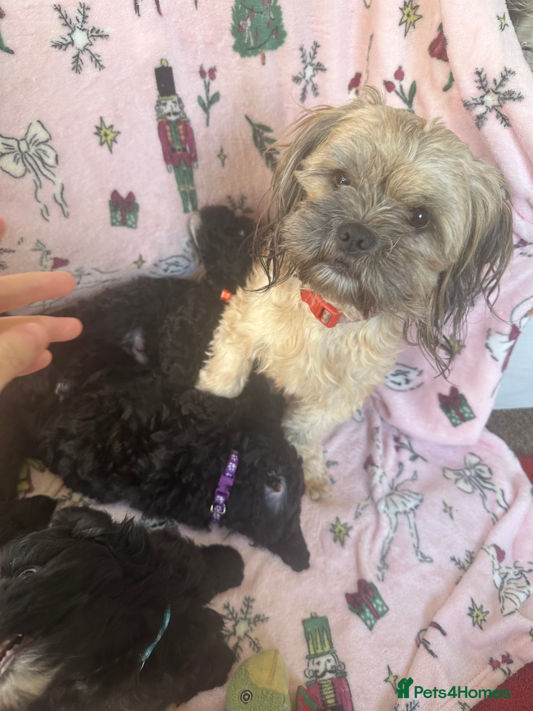 Shihpoo dogs for sale: Shihpoo puppies  - Image 10