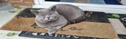 British Shorthair cats for sale:  PEDIGREE Teddy Male British Shorthair  - Advert 2