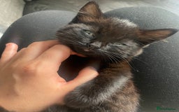 European cats for sale: Fluffy Kittens  - Image 4