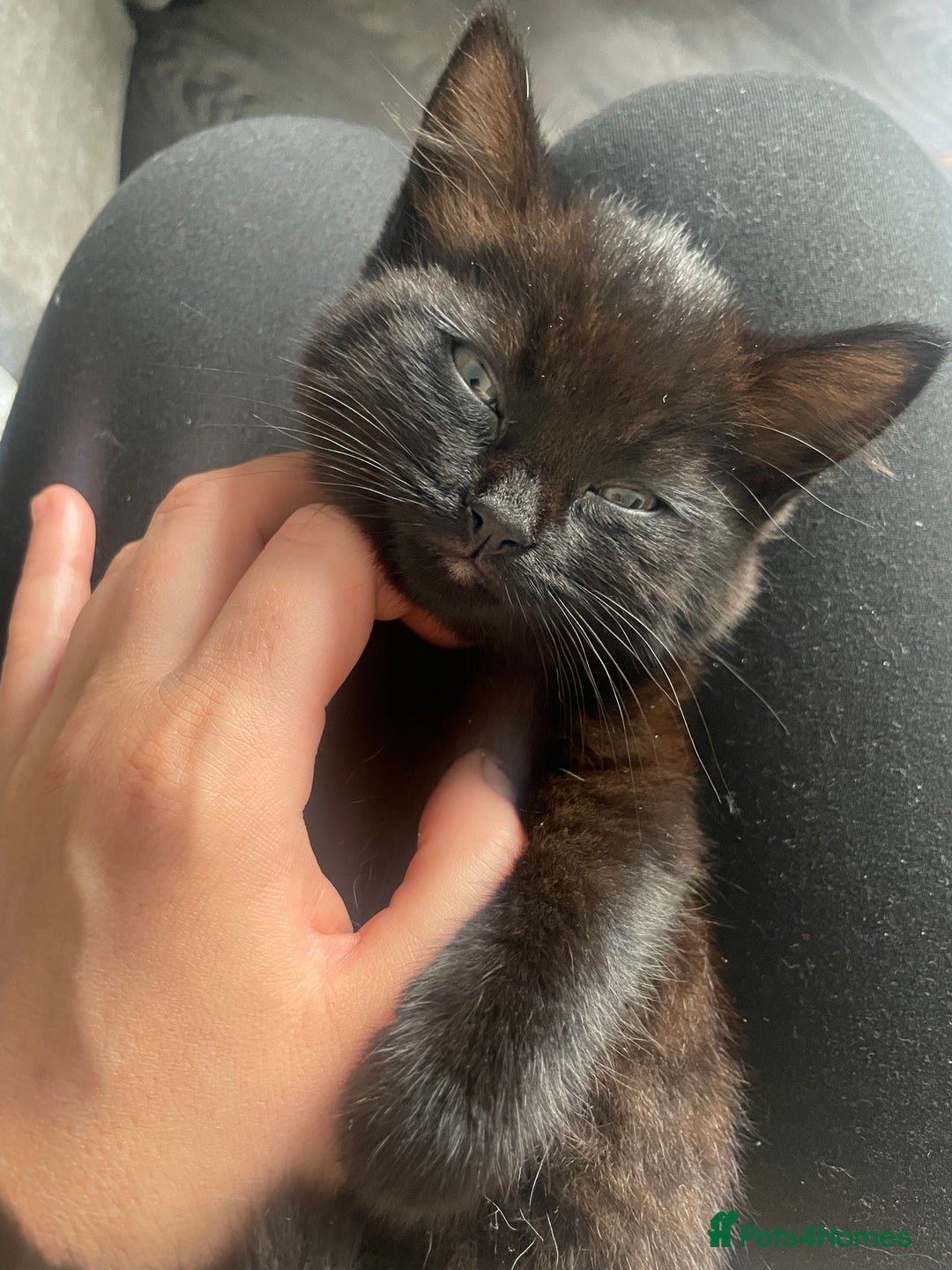 European cats for sale: Fluffy Kittens  - Image 4