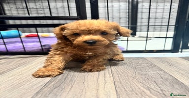 Schnoodle dogs - Advert 1