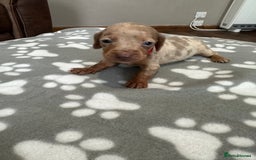 Dachshund dogs for sale: Beautiful dachshund pups  - Image 7