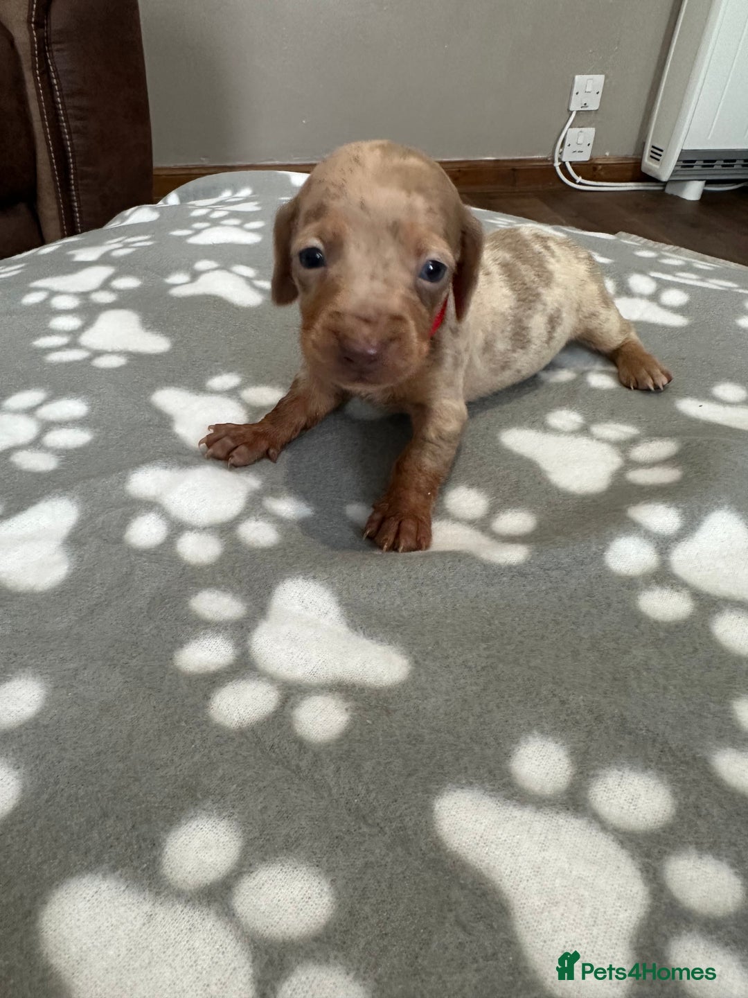 Dachshund dogs for sale: Beautiful dachshund pups  - Image 7