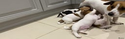 Jack Russell dogs for sale: PROPER JACK RUSSELL PUPPIES  - Advert 5