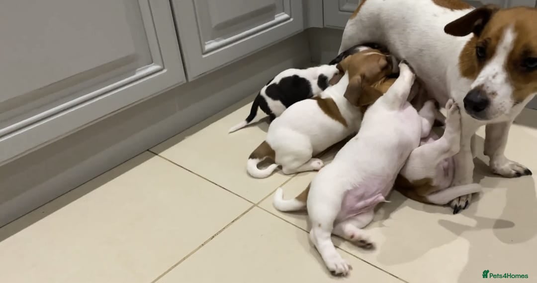 Jack Russell dogs for sale: PROPER JACK RUSSELL PUPPIES  - Advert 5
