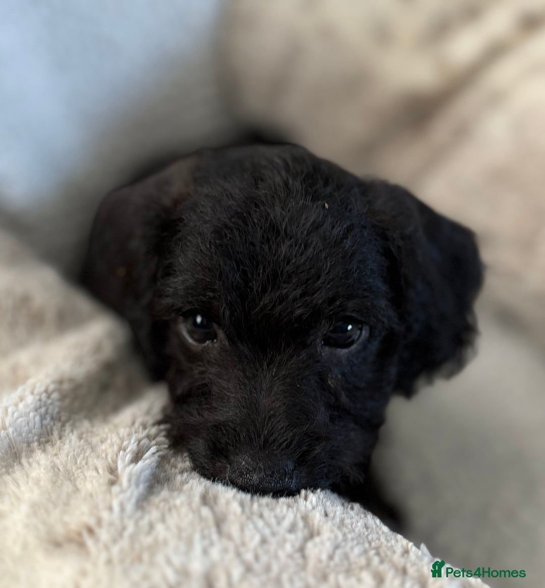 Mixed Breed dogs for sale: Patterdale cross - Image 12