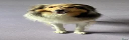 Shetland Sheepdog dogs for sale: Beautiful sable Shetland sheepdog puppies  - Advert 2