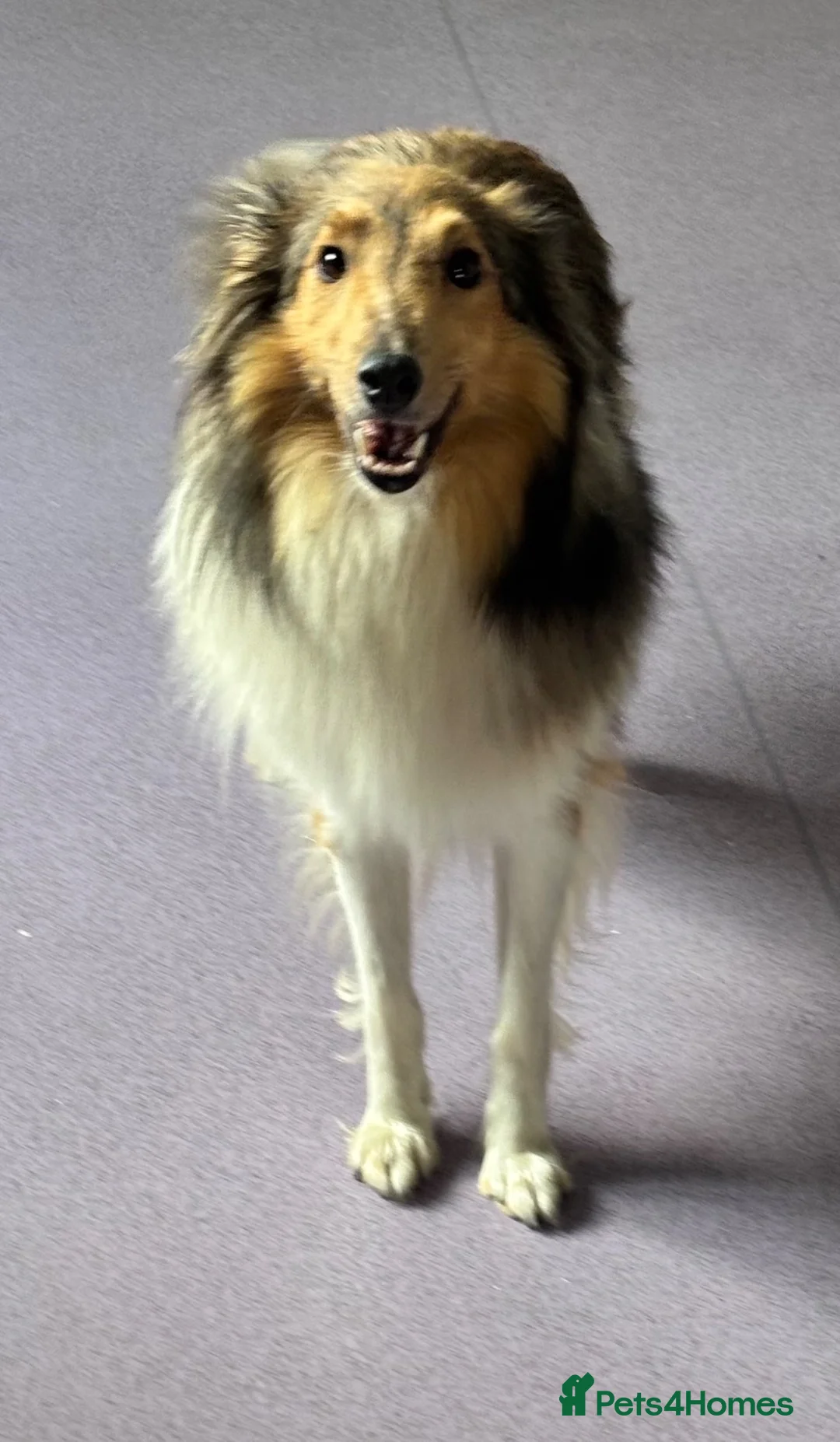 Shetland Sheepdog dogs for sale: Beautiful sable Shetland sheepdog puppies  - Advert 2