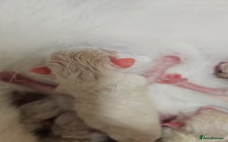 Ragdoll cats for sale: Blue eyes Blue-Bicolor kittens  - Image 11