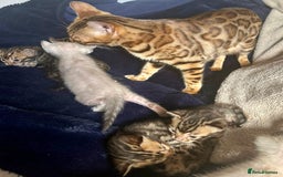 Bengal cats for sale: 6 Gorgeous Bengals kittens ready for reservation  - Image 23