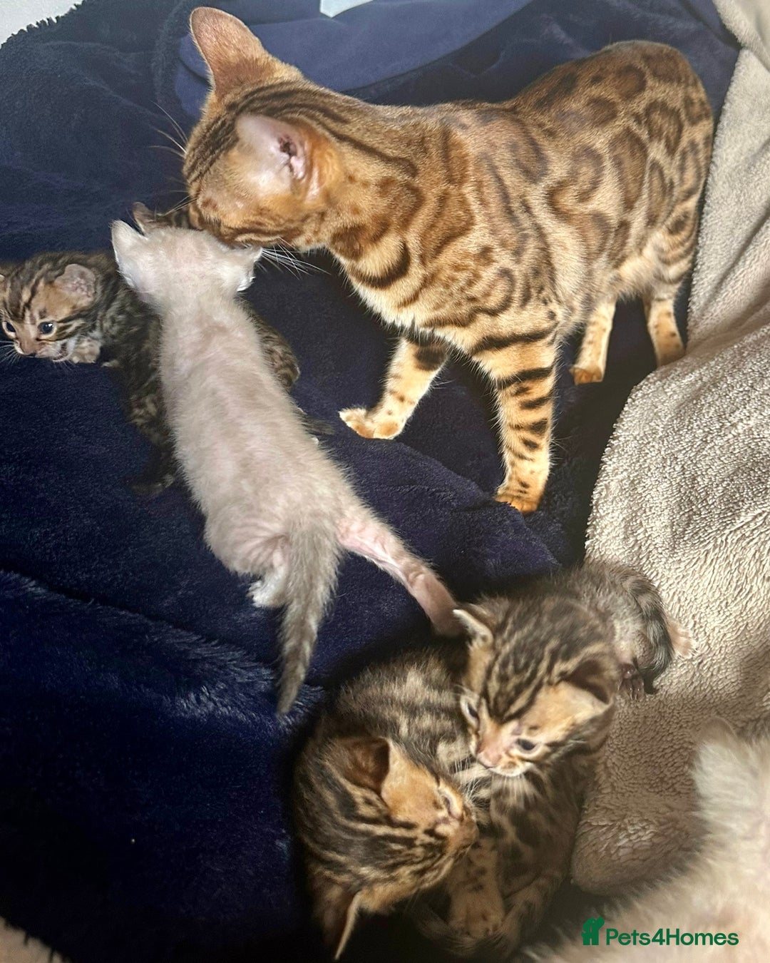Bengal cats for sale: 6 Gorgeous Bengals kittens ready for reservation  - Image 23