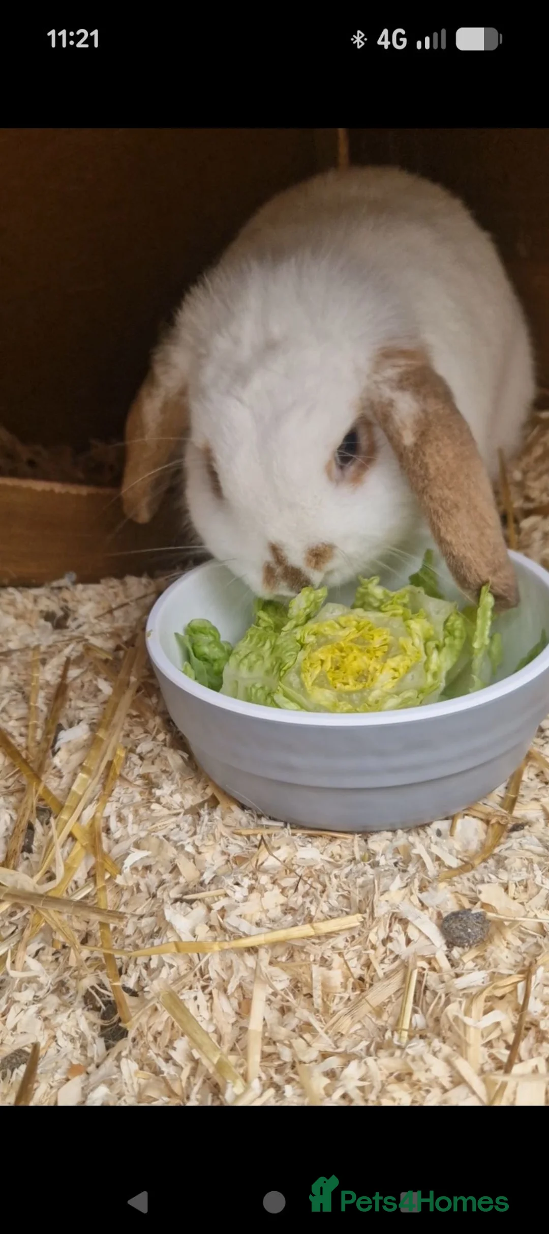 English Lop rabbits for sale: 1 female white lop  - Advert 3