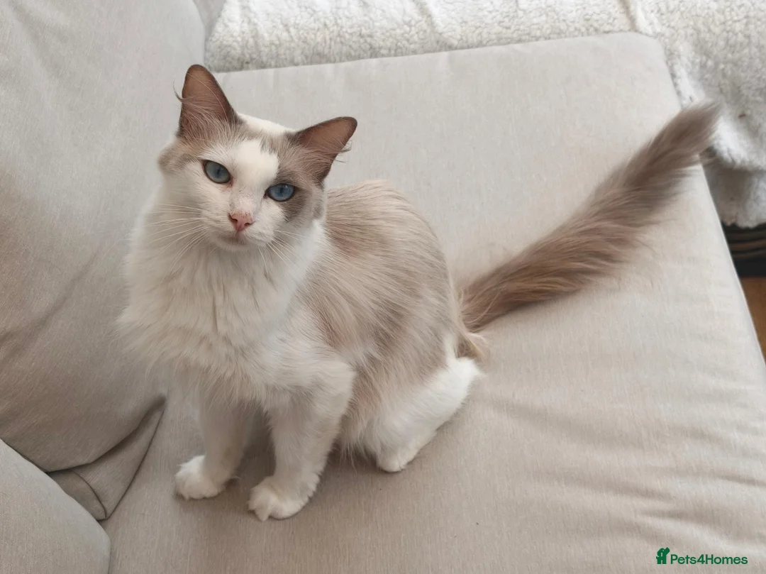 Ragdoll cats for sale: Beautiful Ragdoll Kittens 4 Boys in Bedford - Advert 2