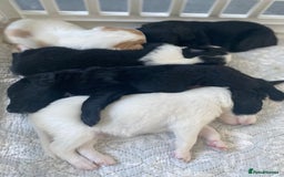 Mixed Breed dogs for sale: Cocker collie cross  - Image 34