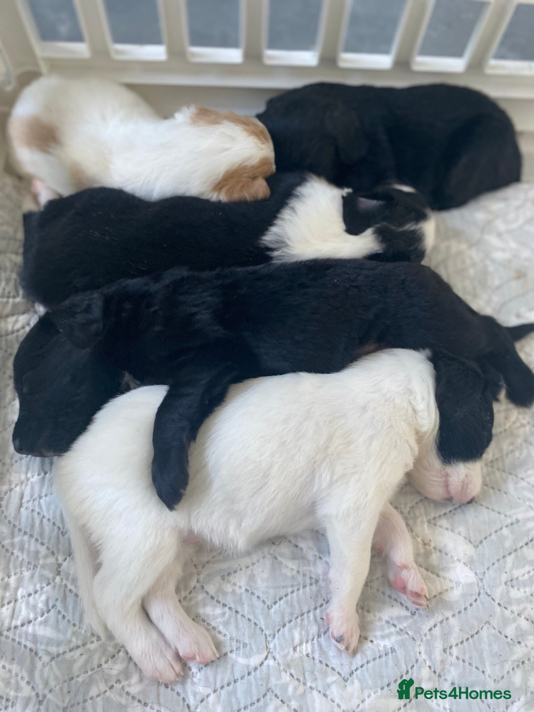 Mixed Breed dogs for sale: Cocker collie cross  - Image 34