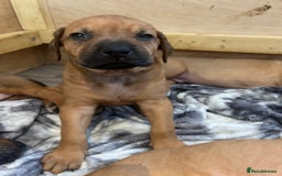 Mixed Breed dogs for sale: Puppies looking for forever homes 🏡 - Image 20