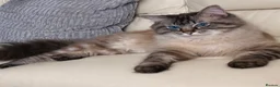 Ragdoll cats for sale: Ragdoll kittens  - Advert 3