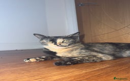 Mixed Breed cats for sale: 4 black shorthair kittens  - Image 5