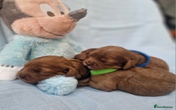 Cavapoo dogs for sale: Beautiful F1 Cavapoo puppies - Image 8