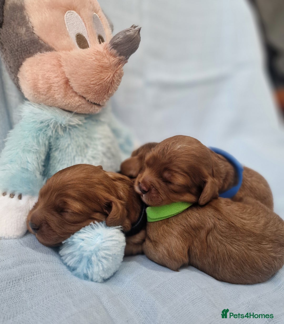 Cavapoo dogs for sale: Beautiful F1 Cavapoo puppies - Image 8