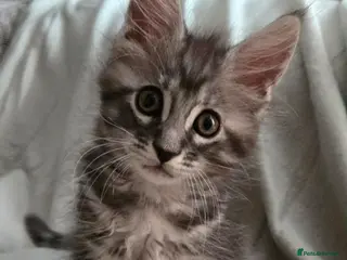 Maine Coon cats 3 Maine Coon kittens. - Advert 1