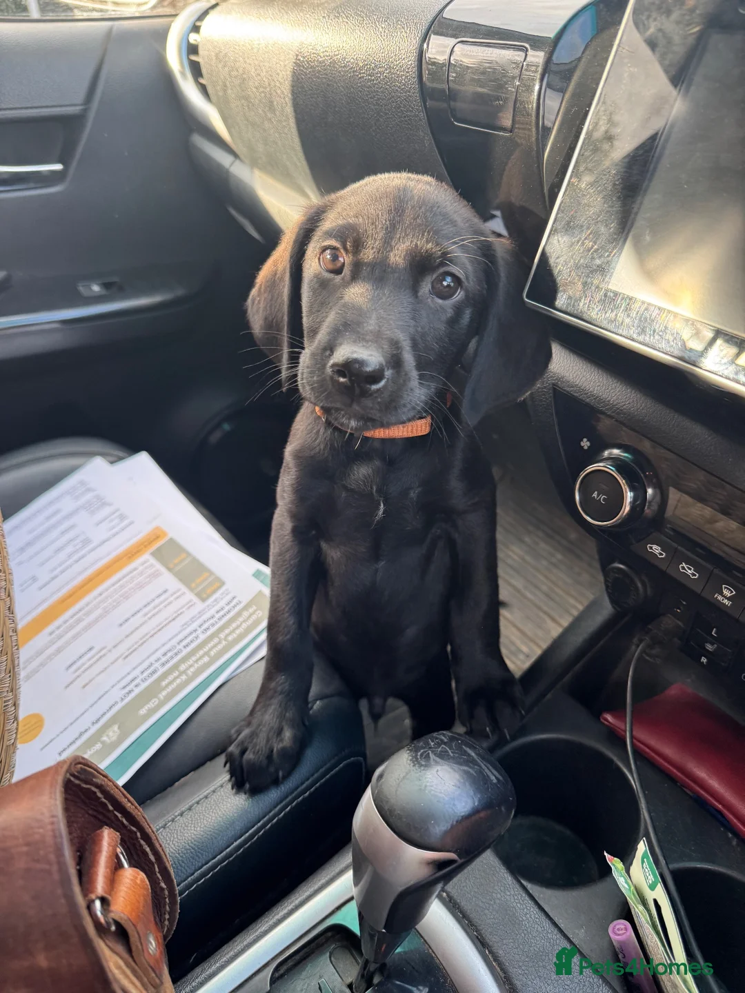 Labrador Retriever dogs for sale: John Deere desperately looking for loving home  - Advert 2