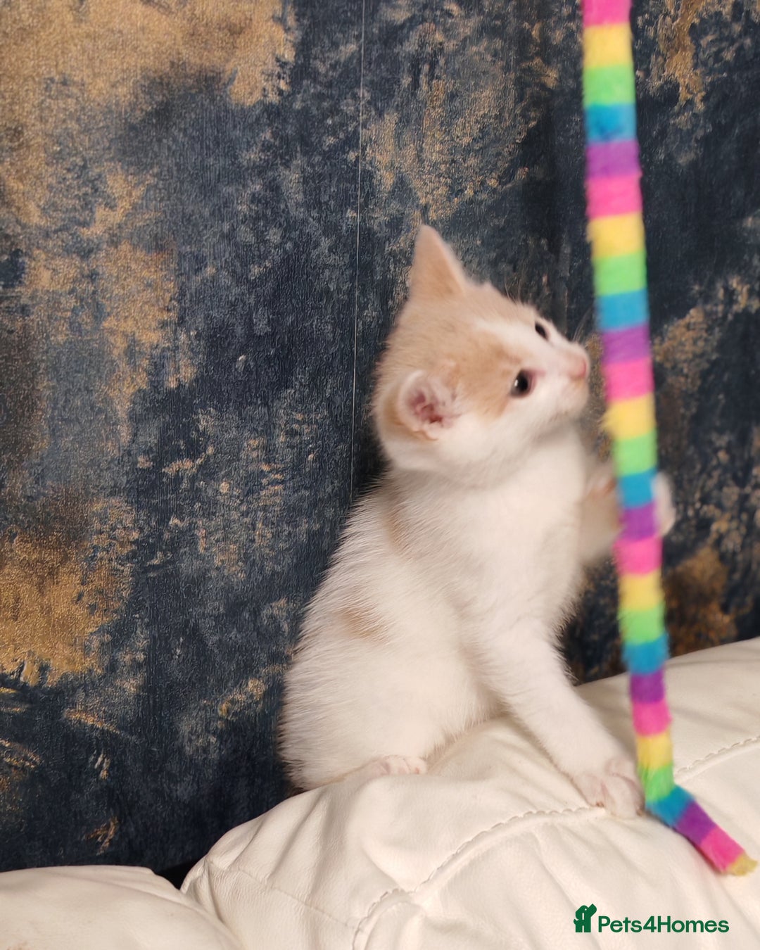 Mixed Breed cats for sale: Kittens for sale - Advert 5