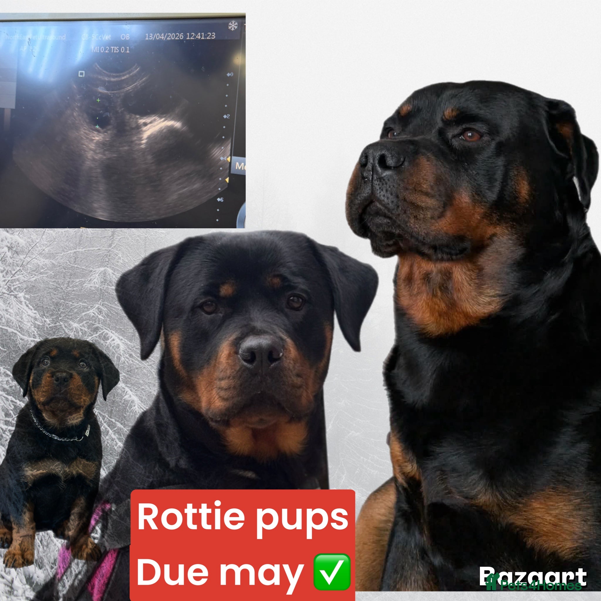 Rottweiler dogs Rottie pups due May - Advert 1