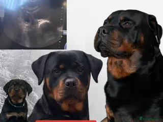 Rottweiler dogs Rottie pups due May - Advert 1