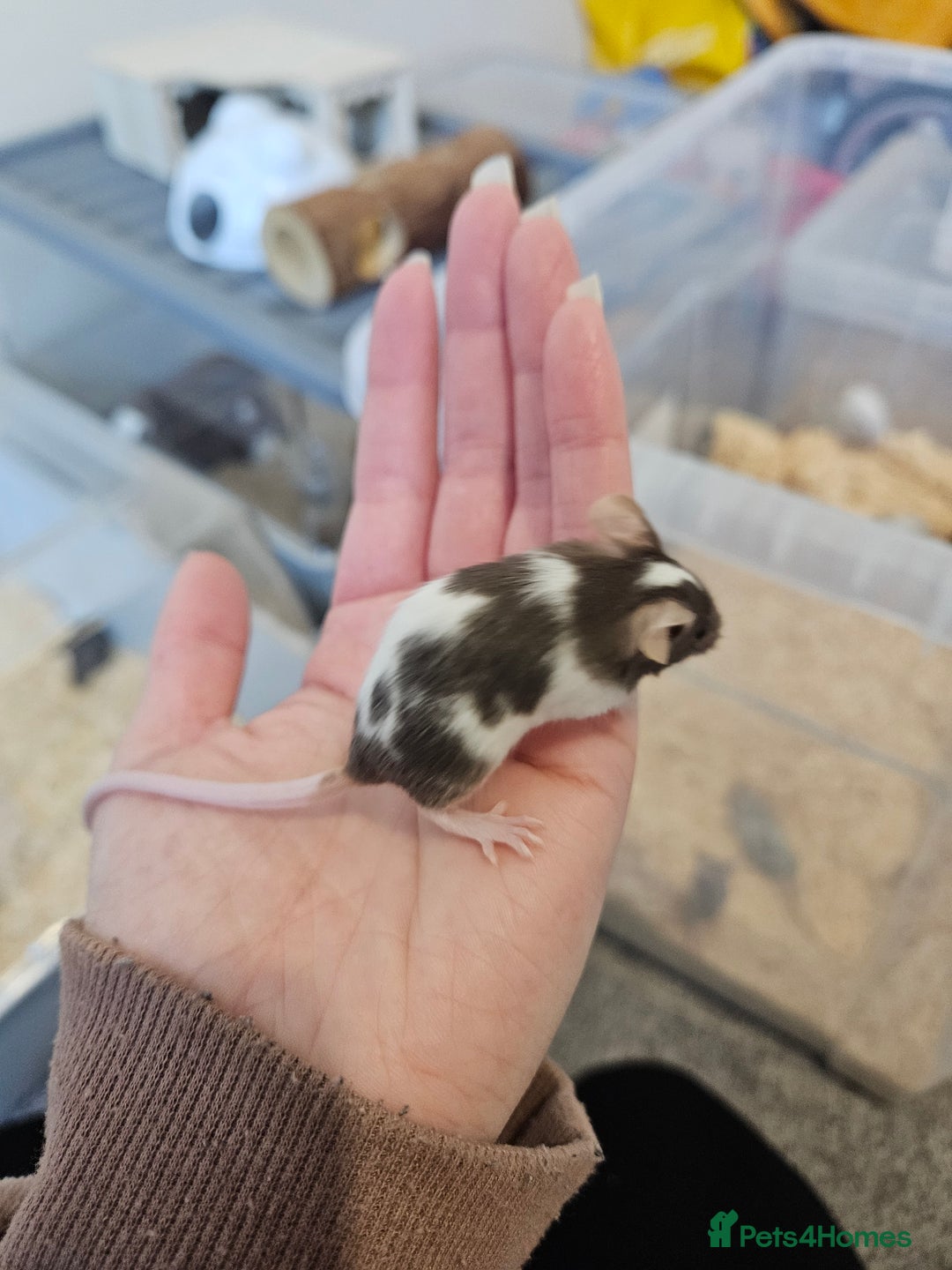 Mouse rodents for sale: Fancy mice  - Advert 1