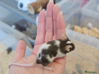 Mouse rodents for sale: Fancy mice - Advert 1