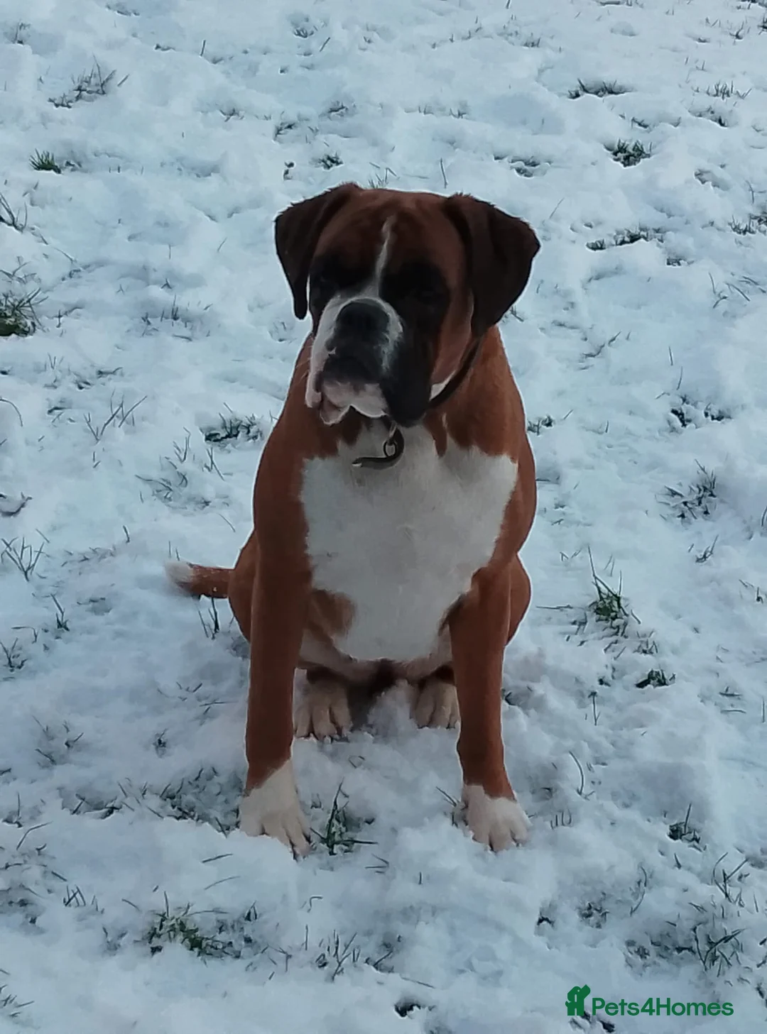 Boxer dogs for sale: Beautifull Boxer Puppies ready 26/03/26 in Ammanford - Advert 15
