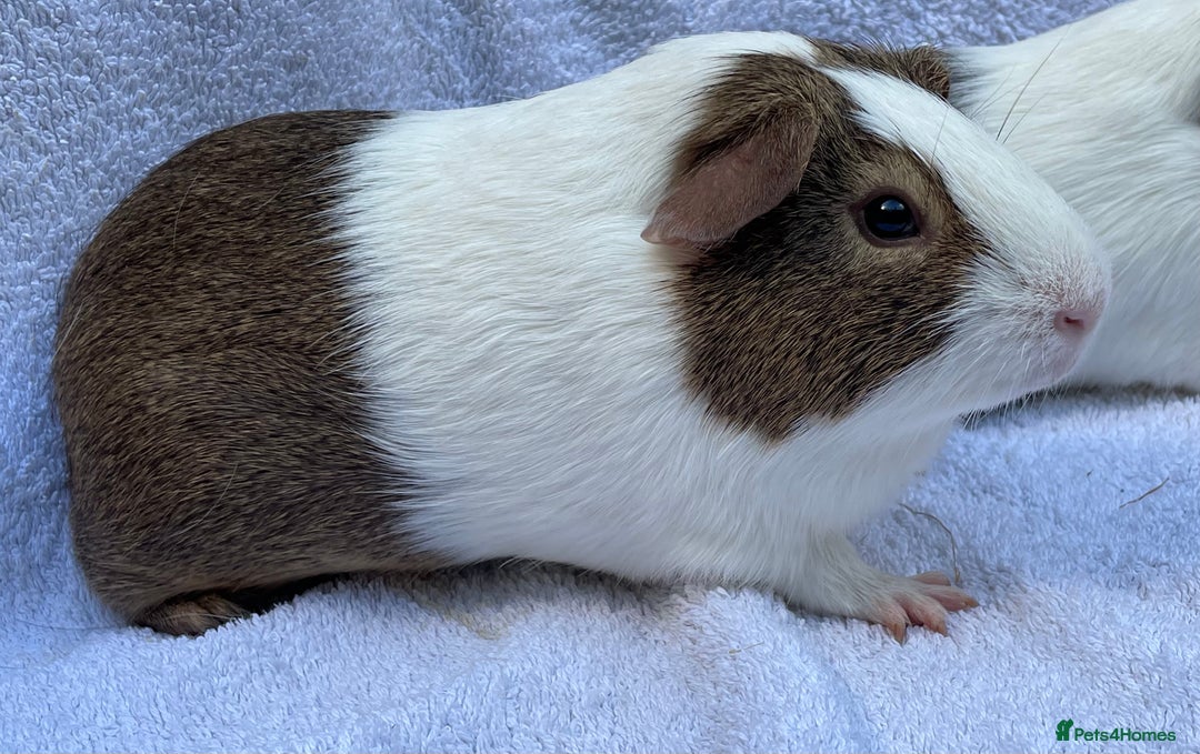 Guinea Pig rodents for sale: Guinea Pigs Bonded Pair ready now  - Image 5