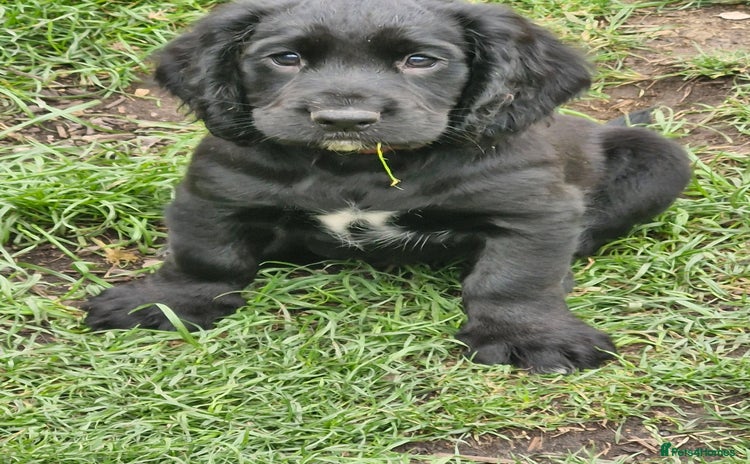 Cocker Spaniel dogs - Advert 1