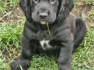 Cocker Spaniel dogs - Advert 23