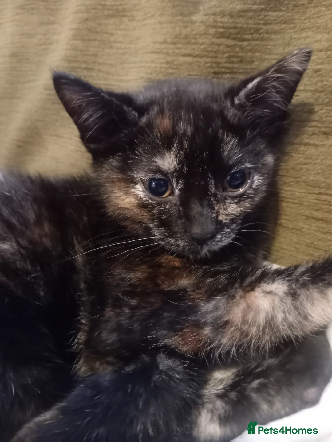 Mixed Breed cats for sale: Kitten for sale - Advert 2