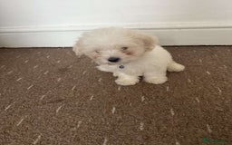 Bichon Frise dogs for sale: Bichon frise Puppy 🐶💎💎 - Image 5