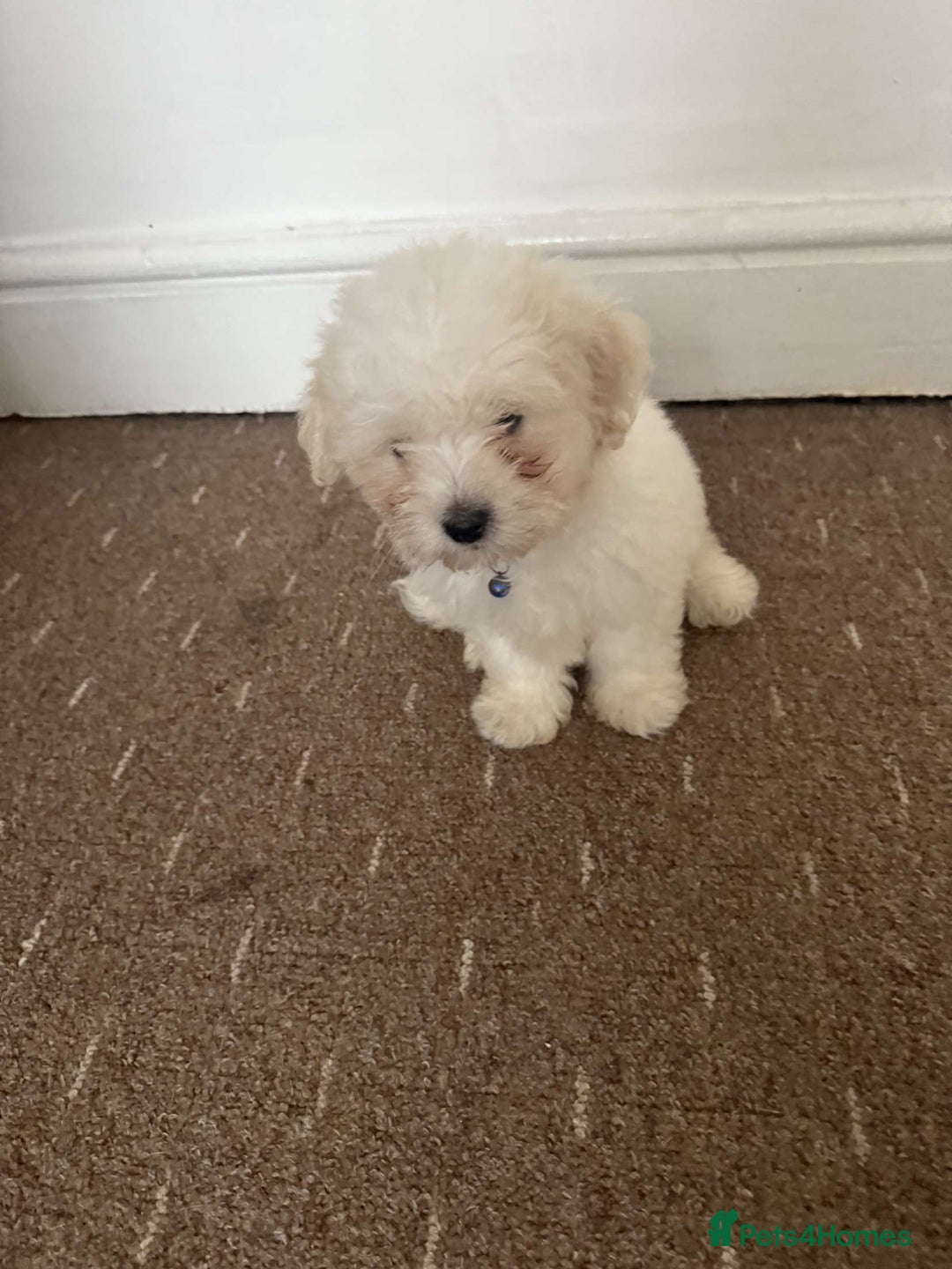Bichon Frise dogs for sale: Bichon frise Puppy 🐶💎💎 - Image 5