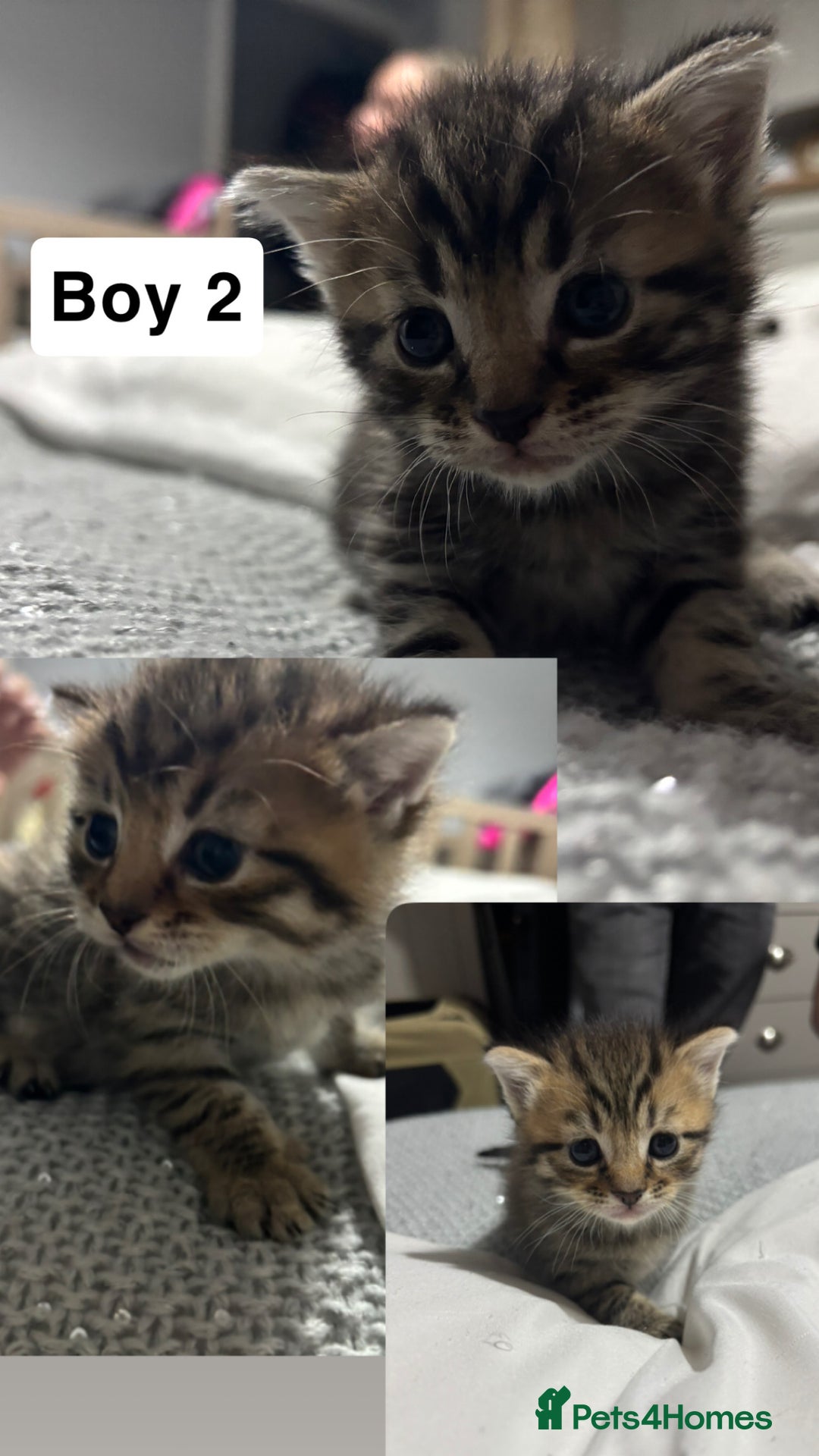 British Shorthair cats for sale: 4 boy British short haired tabby’s  - Advert 2